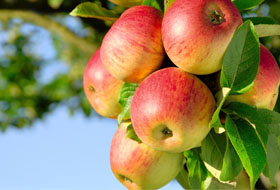 Яблоки дарят здоровье