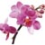 Растения опасные для здоровья человека: орхидея