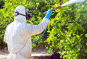 Детородная функция у мужчин страдает из-за пестицидов