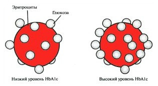 Гликозилированный гемоглобин (НbA1c): низкий и высокий уровень
