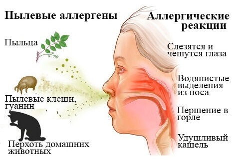 Причины аллергии на пыль