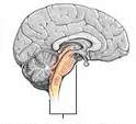 Опухоль ствола головного мозга