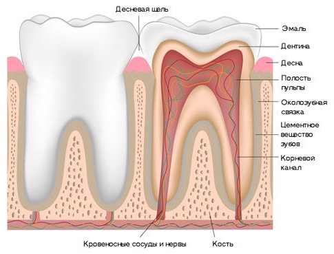 Заболевания полости рта и зубов; стоматология