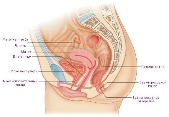 Женские (гинекологические) заболевания; гинекология